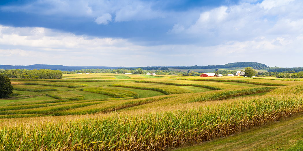 Blue skies over a cornfield 